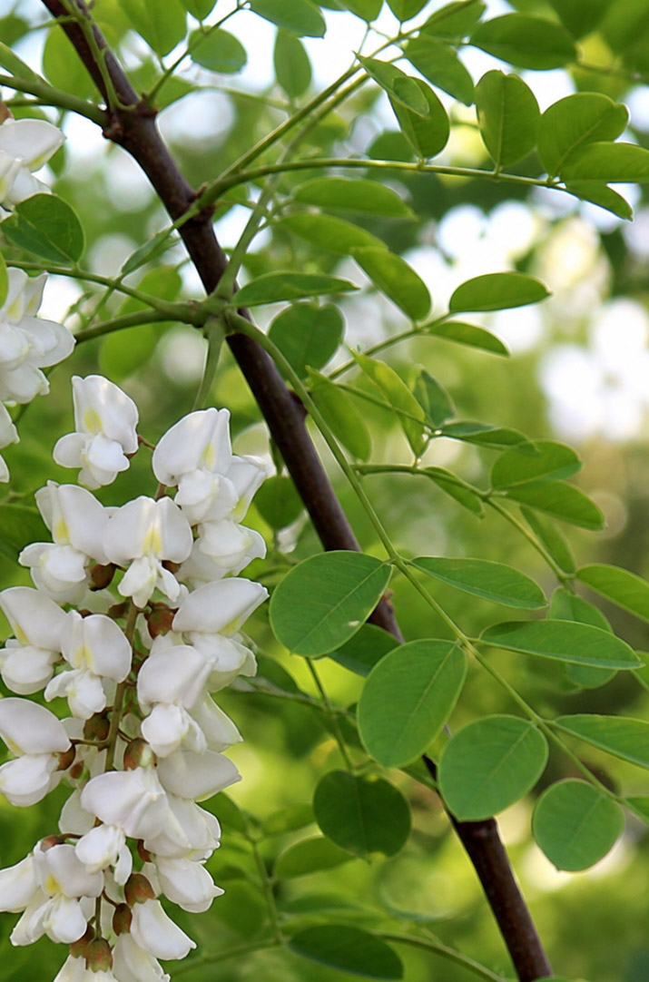Robinia pseudoacacia