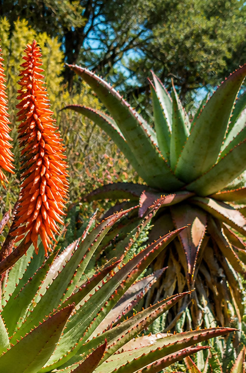 Aloe Capensis