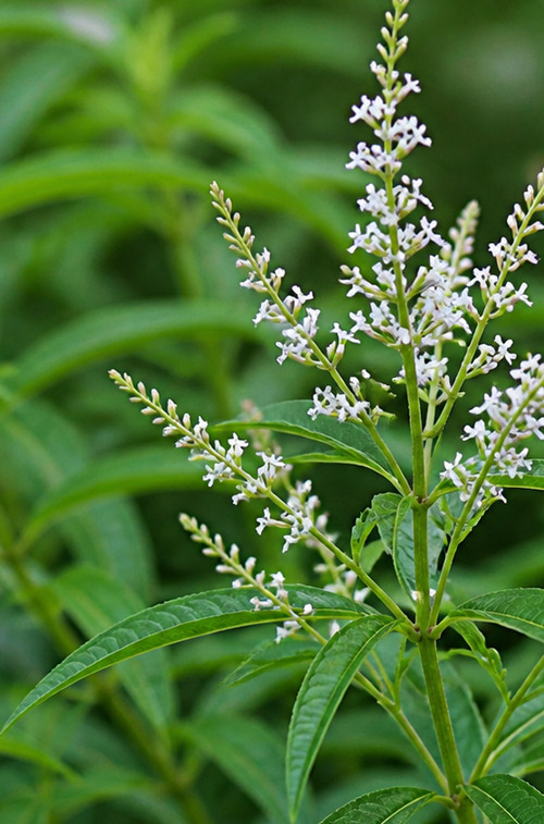 Aloysia citrodora
