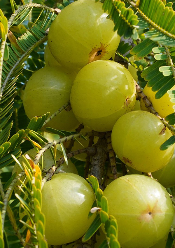 Amalaki 