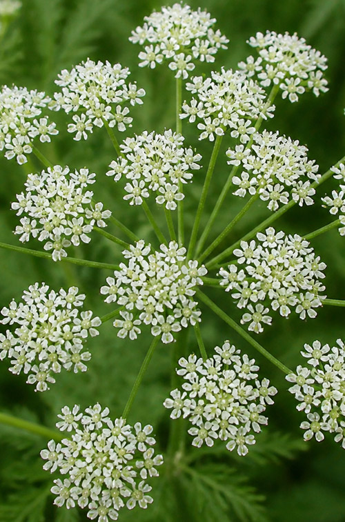 Pimpinella anisum