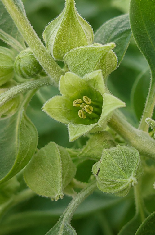 Withania somnifera