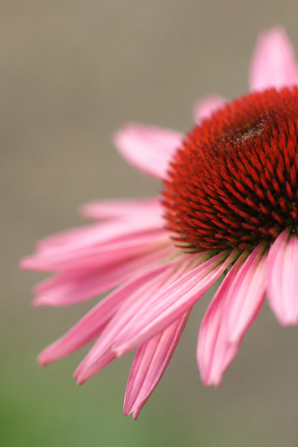Echinacea purpurea