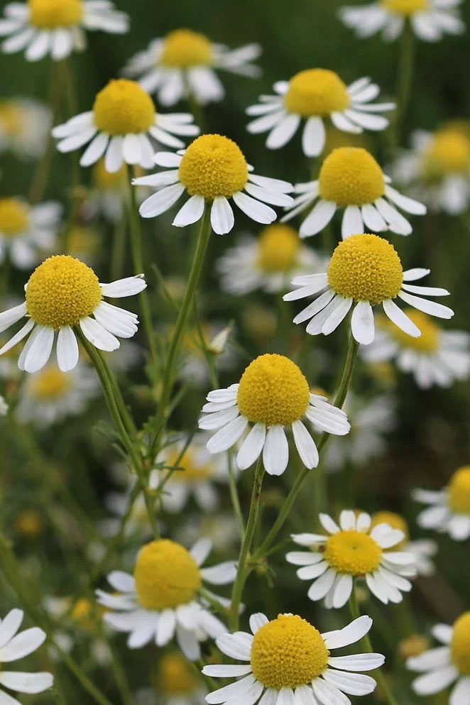 Matricaria chamomilla