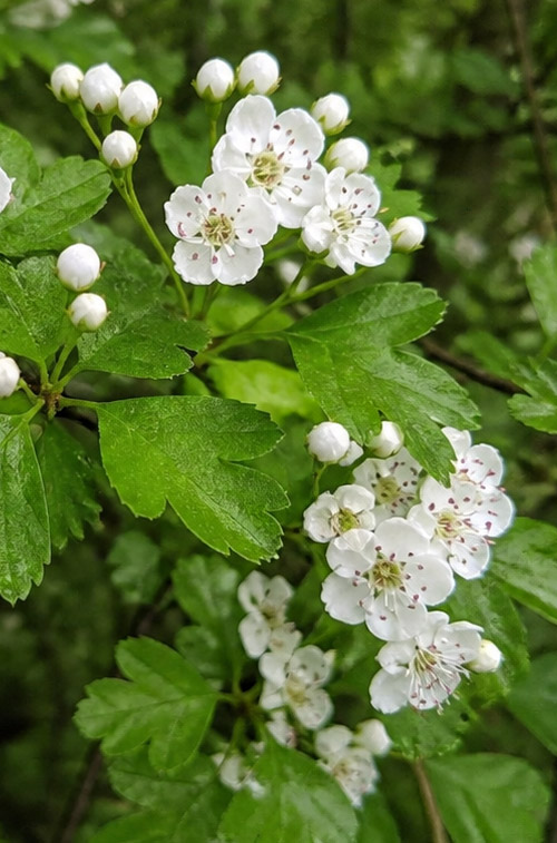 Crataegus laevigata