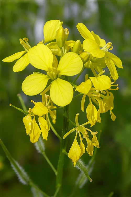 Sinapis spp. (výlisky)