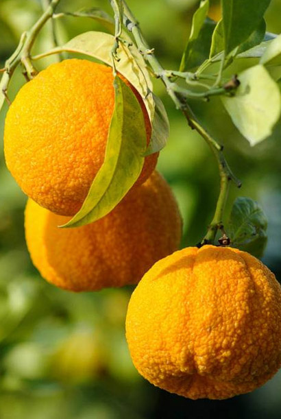 Hořký pomeranč