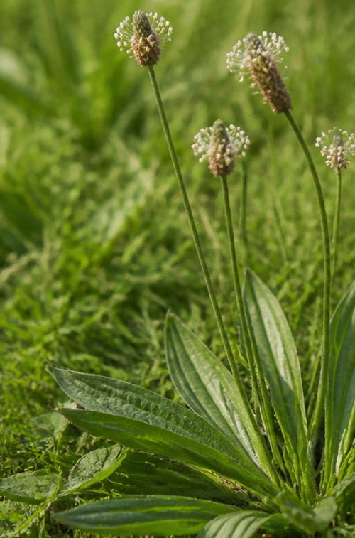 Plantago lanceolata