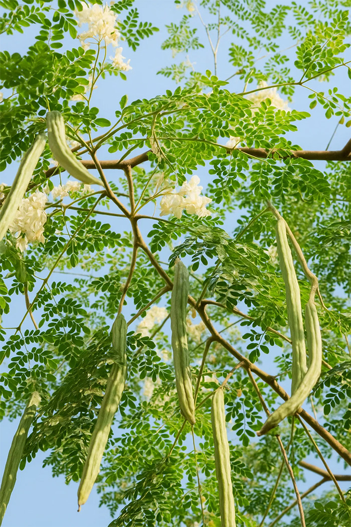 Moringa