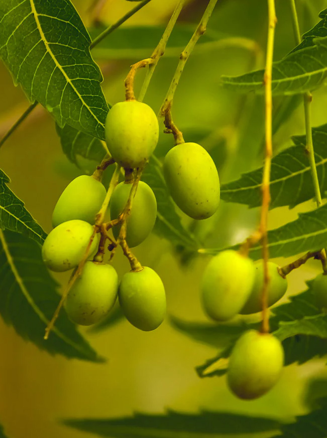 Neem