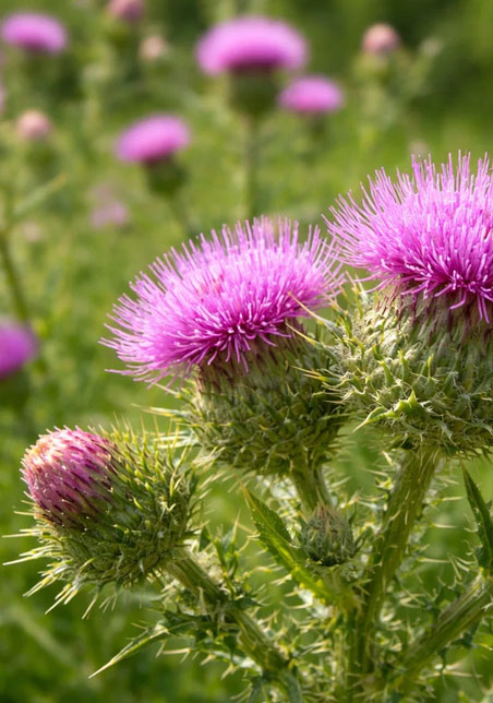 Silybum marianum (L.) Gaertn.