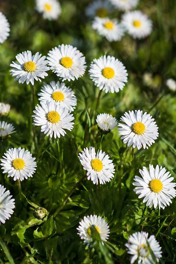 Bellis perennis